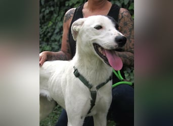 Timur, geboren 01.11.2023, 55cm sucht seine Menschen