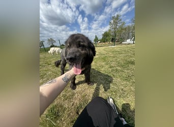 Bruce, geboren 01.01.2019, 59cm sucht seine Menschen