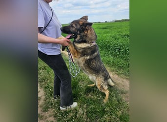 Zeus, geb. 12.2019, 58cm sucht sein für immer Zuhause