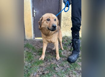 Debi, geboren 01.06.2024, 56cm sucht ihr Zuhause