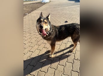 Catrina, geb. 01.2022, 60cm, sucht ihre Begleitung für lange Spaziergänge