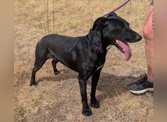Herceg, geboren 01.06.2021, 60cm sucht sein Plätzchen