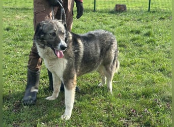 Sunny, geboren 01.12.2019, 63cm sucht ihr Glück