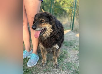 Teddy, 01.2021 geboren, 56cm sucht sein für immer Zuhause