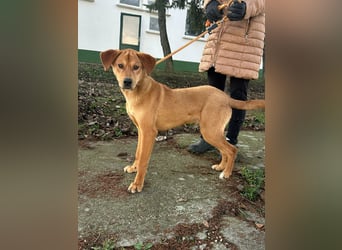Balu, geboren 01.12.2024, 55cm sucht seine Zukunft