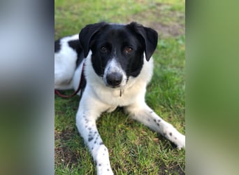 Ella, geboren 01.2025, 60cm sucht neues Zuhause