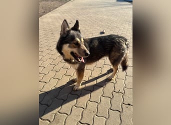 Catrina, geb. 01.2022, 60cm, sucht ihre Begleitung für lange Spaziergänge