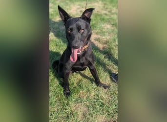 Atlas, geboren 24.05.2022, 60cm sucht sein Glück