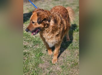 Zsömle, geb. 03.2021, 56cm sucht seine Herzensmenschen