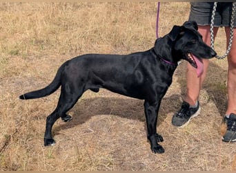 Herceg, geboren 01.06.2021, 60cm sucht sein Plätzchen
