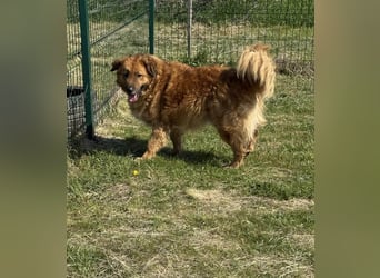 Zsömle, geb. 03.2021, 56cm sucht seine Herzensmenschen