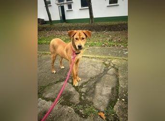 Balu, geboren 01.12.2024, 55cm sucht seine Zukunft