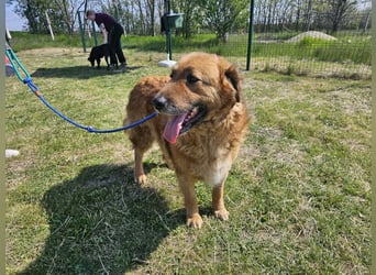 Zsömle, geb. 03.2021, 56cm sucht seine Herzensmenschen