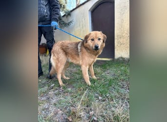 Debi, geboren 01.06.2024, 56cm sucht ihr Zuhause