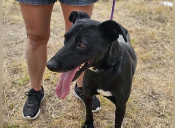 Herceg, geboren 01.06.2021, 60cm sucht sein Plätzchen