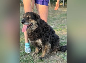 Teddy, 01.2021 geboren, 56cm sucht sein für immer Zuhause