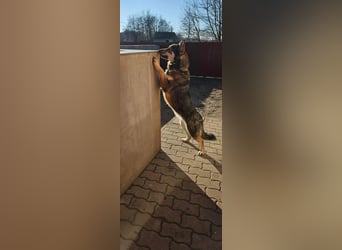 Catrina, geb. 01.2022, 60cm, sucht ihre Begleitung für lange Spaziergänge