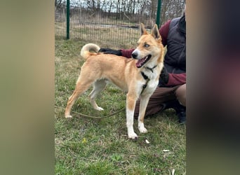 Nico, geboren 01.05.2023, 54cm sucht aktive Menschen