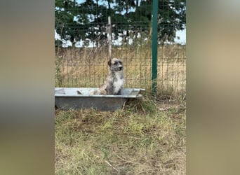 Freddy, geboren 01.09.2024, 54cm sucht sein seine Menschen