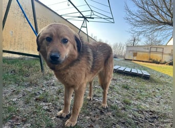 Debi, geboren 01.06.2024, 56cm sucht ihr Zuhause