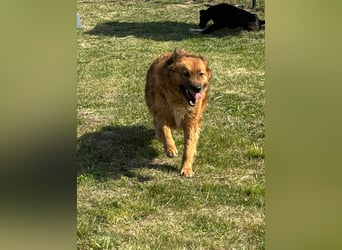 Zsömle, geb. 03.2021, 56cm sucht seine Herzensmenschen