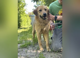 Debi, geb. 06.2024, 56cm sucht ihr Zuhause