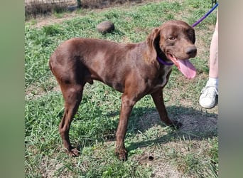 Csoki, geboren 01.08.2022, 61cm sucht Menschen mit Herz