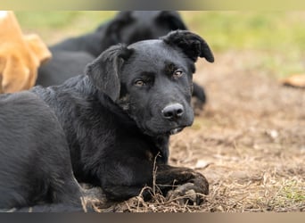 Casper wer schenkt mir ein Zuhause