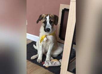  Süße Fianna sucht ihr großes Glück  Auf Pflegestelle in 90453 Nürnberg