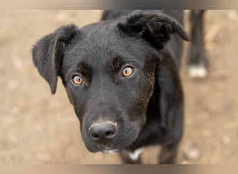 Casper wer schenkt mir ein Zuhause