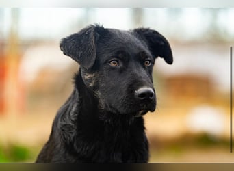 Casper wer schenkt mir ein Zuhause