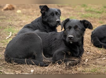 Casper wer schenkt mir ein Zuhause