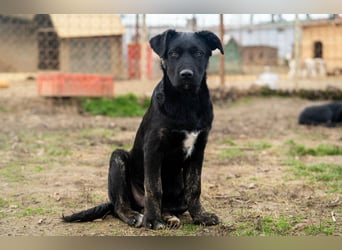 Casper wer schenkt mir ein Zuhause