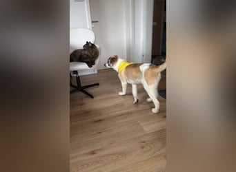  Süße Fianna sucht ihr großes Glück  Auf Pflegestelle in 90453 Nürnberg