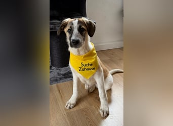  Süße Fianna sucht ihr großes Glück  Auf Pflegestelle in 90453 Nürnberg