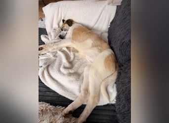  Süße Fianna sucht ihr großes Glück  Auf Pflegestelle in 90453 Nürnberg