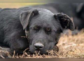 Casper wer schenkt mir ein Zuhause