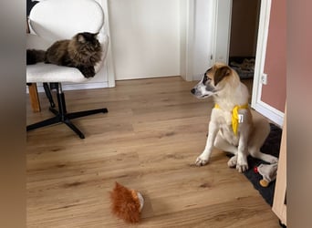  Süße Fianna sucht ihr großes Glück  Auf Pflegestelle in 90453 Nürnberg