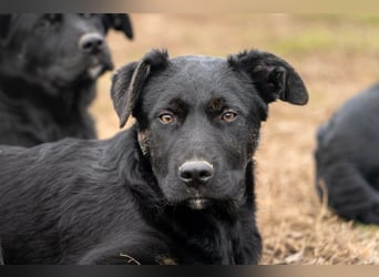 Casper wer schenkt mir ein Zuhause