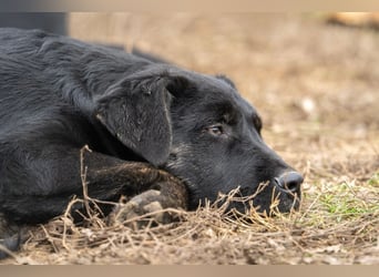 Casper wer schenkt mir ein Zuhause