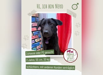 Nero sucht ein Zuhause oder eine Pflegestelle
