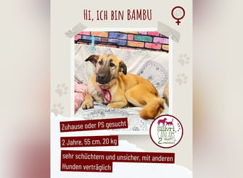 Bambu sucht ein Zuhause oder eine Pflegestelle