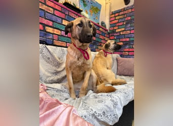 Bambu sucht ein Zuhause oder eine Pflegestelle