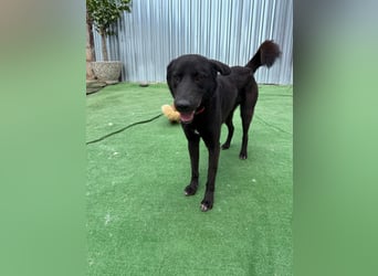 Nero sucht ein Zuhause oder eine Pflegestelle