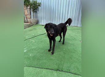 Nero sucht ein Zuhause oder eine Pflegestelle