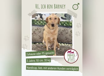 Barney sucht ein Zuhause oder eine Pflegestelle