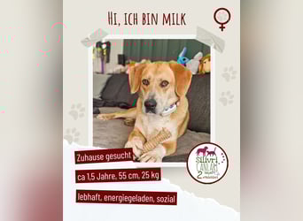 Lebhafte Milk sucht ein Zuhause