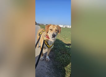 Lebhafte Milk sucht ein Zuhause