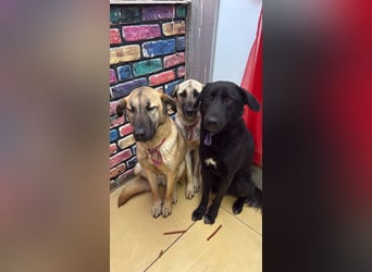 Nero sucht ein Zuhause oder eine Pflegestelle