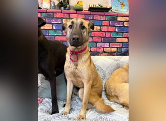 Bambu sucht ein Zuhause oder eine Pflegestelle